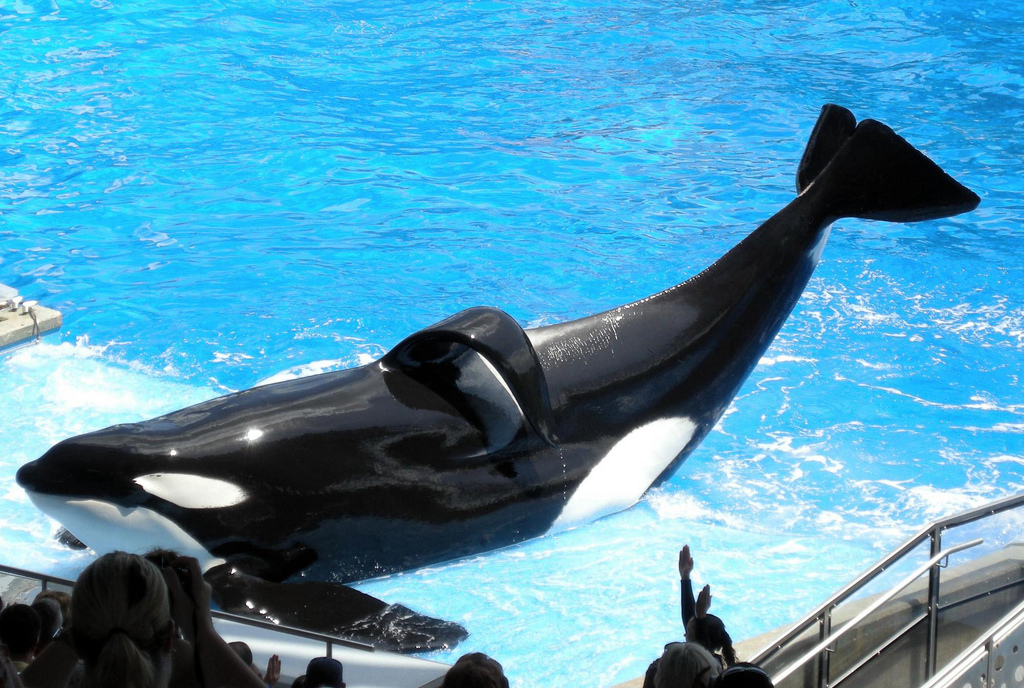 Tilikum the Orca