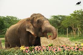 Raju the Elephant